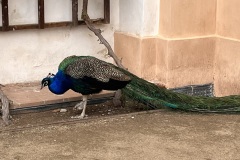 IMG_3175